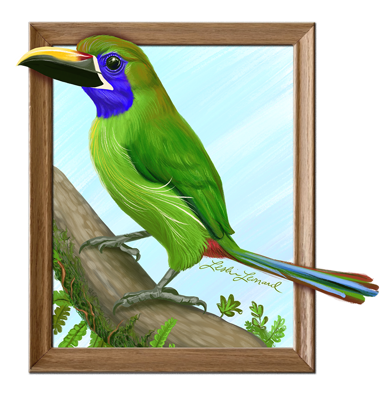 2026 Birbfest - 6 Northern Emerald Toucanet copy.png