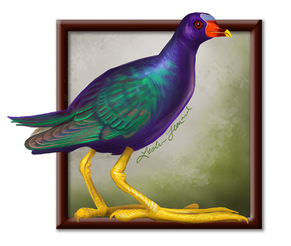 2026 Birbfest - 10 American Purple Gallinule copy.png