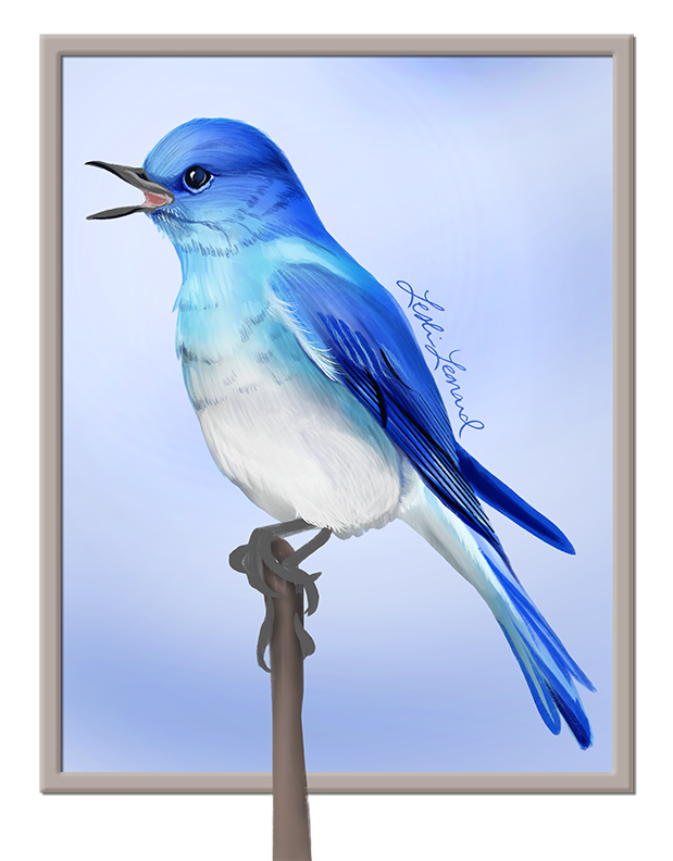 2026 Birbfest - 11 Mountain Bluebird copy.png