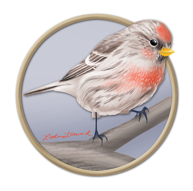2026 Birbfest - 12 Common Redpoll copy.png