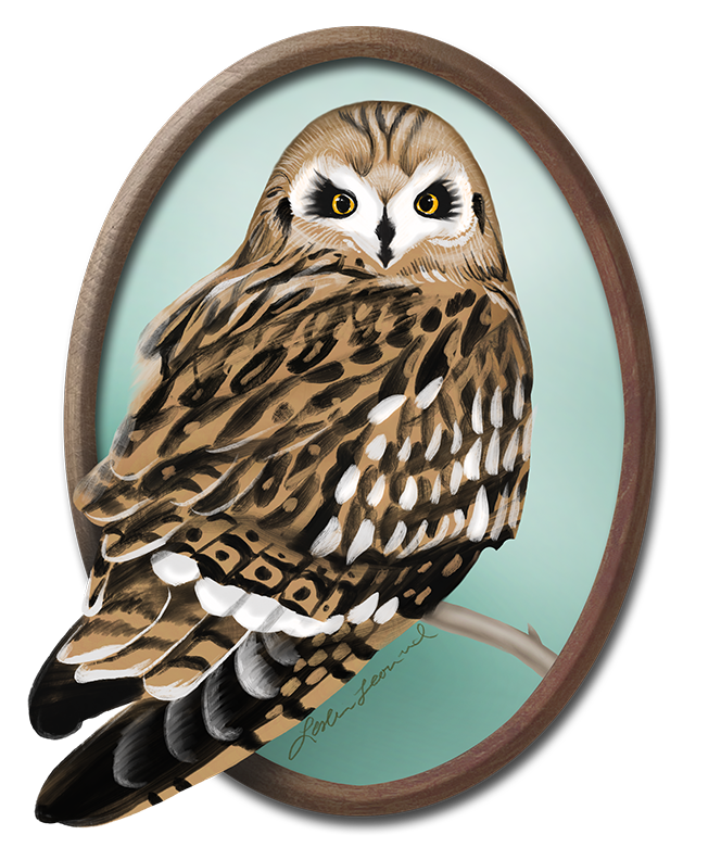 2026 Birbfest - 15 Short-eared Owl copy.png