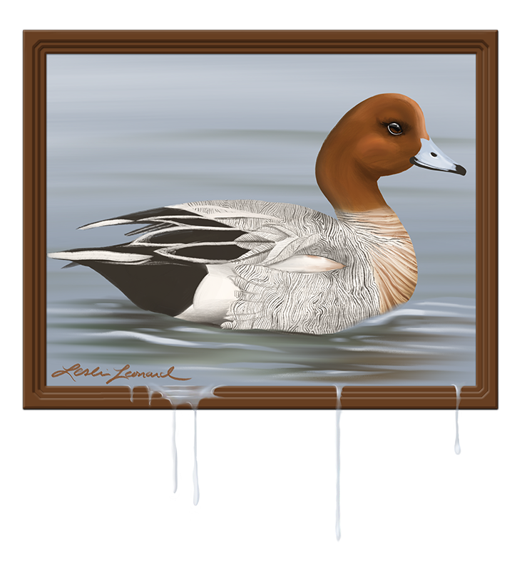2026 Birbfest - 16 Eurasian Wigeon copy.png