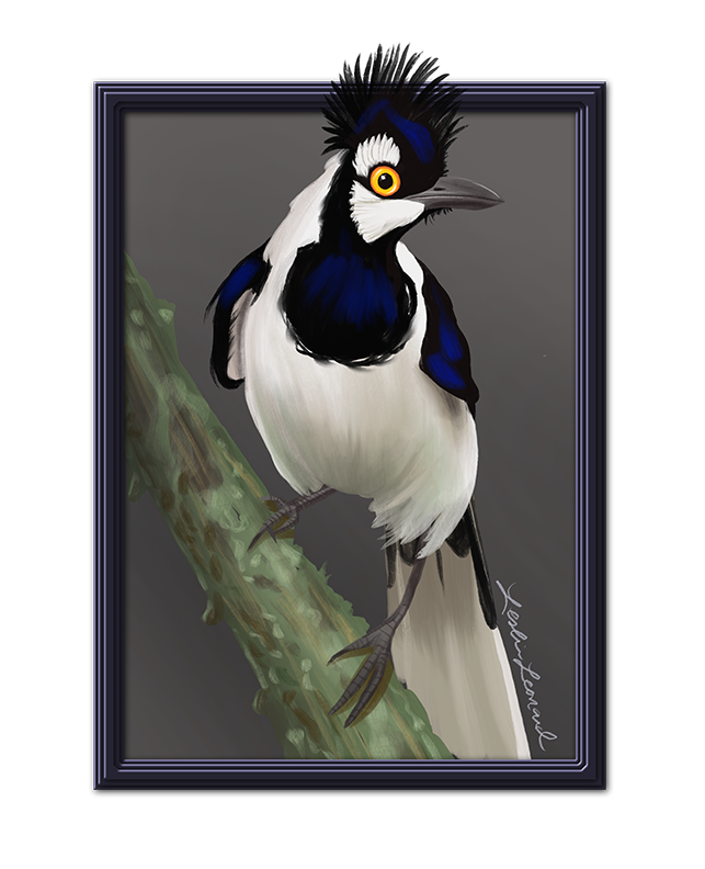 2026 Birbfest - 18 Tufted Jay copy.png
