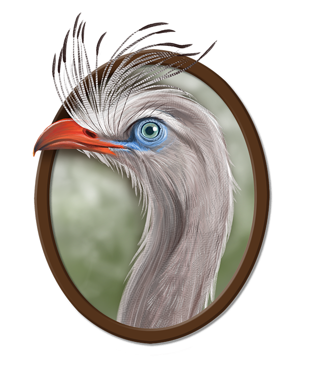 2026 Birbfest - 19 Red-Legged Seriema copy.png