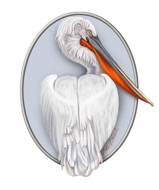 2026 Birbfest - 20 Dalmatian Pelican copy.png
