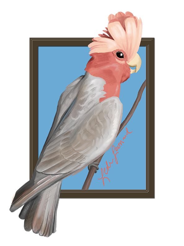 2026 Birbfest - 22 Galah Cockatoo copy.png