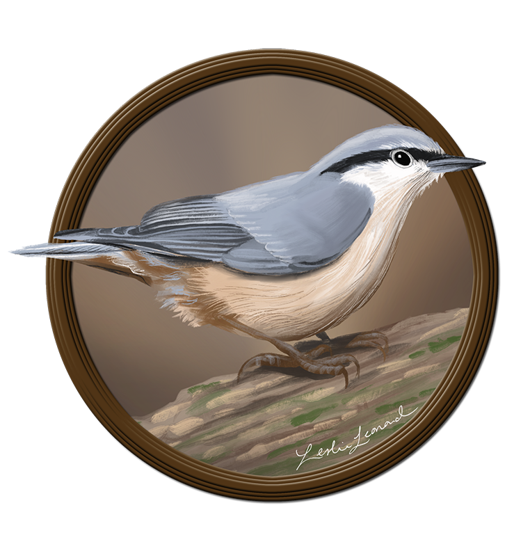 2026 Birbfest - 23 Nuthatch copy.png