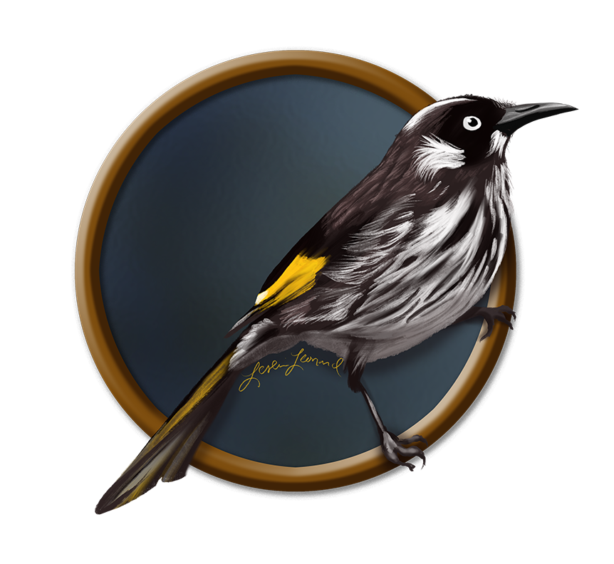 2026 Birbfest - 24 New Holland Honeyeater copy.png