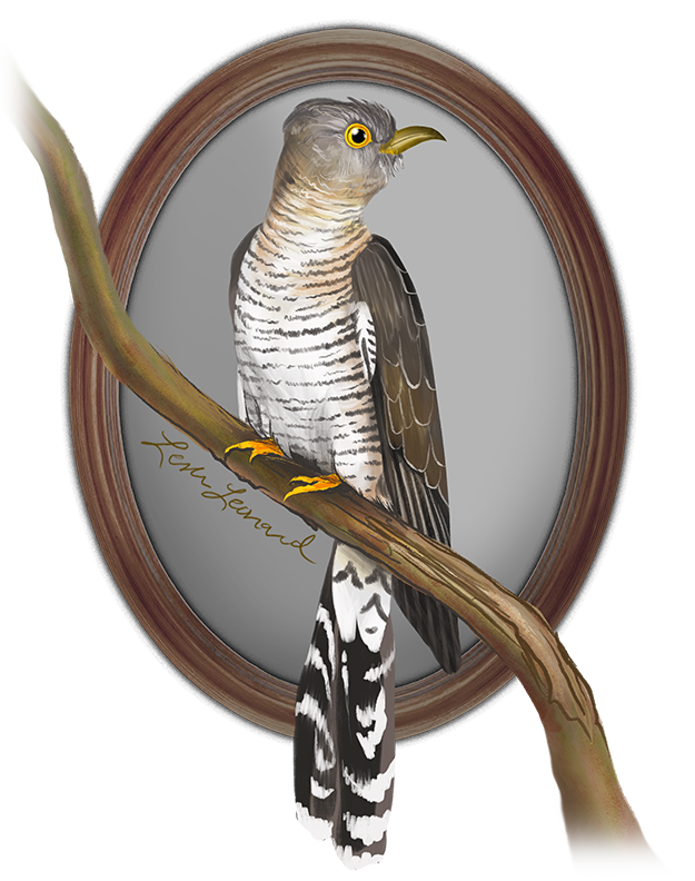 2026 Birbfest - 26 Common Cuckoo copy.png