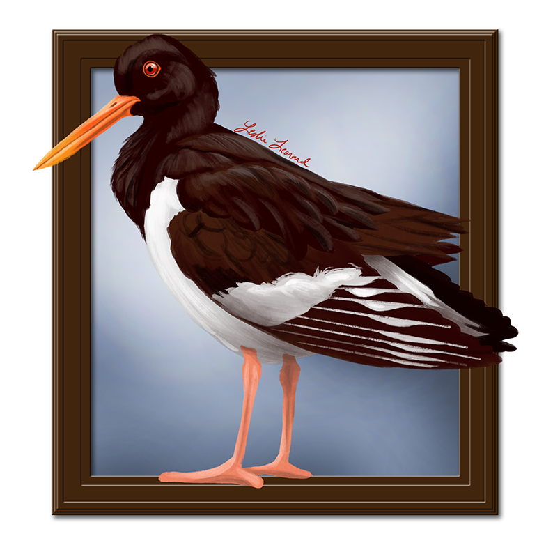 2026 Birbfest - 30 Oystercatcher copy.png