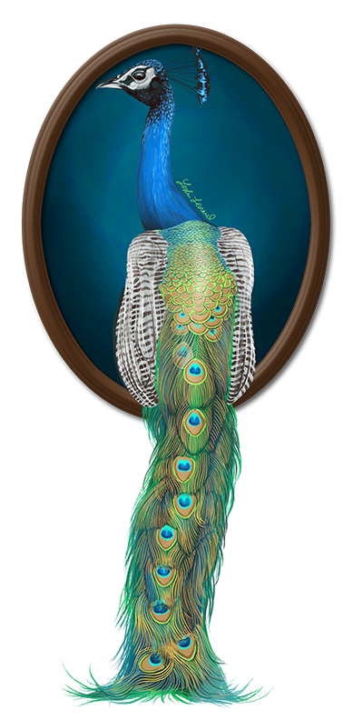 2026 Birbfest - 31 Indian Peafowl copy.png