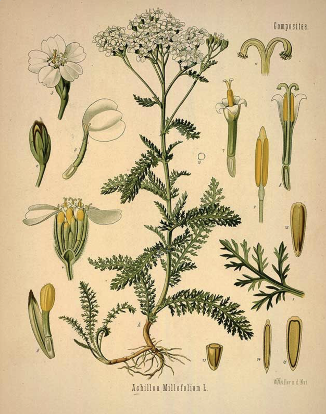Yarrow scientific illustration.
