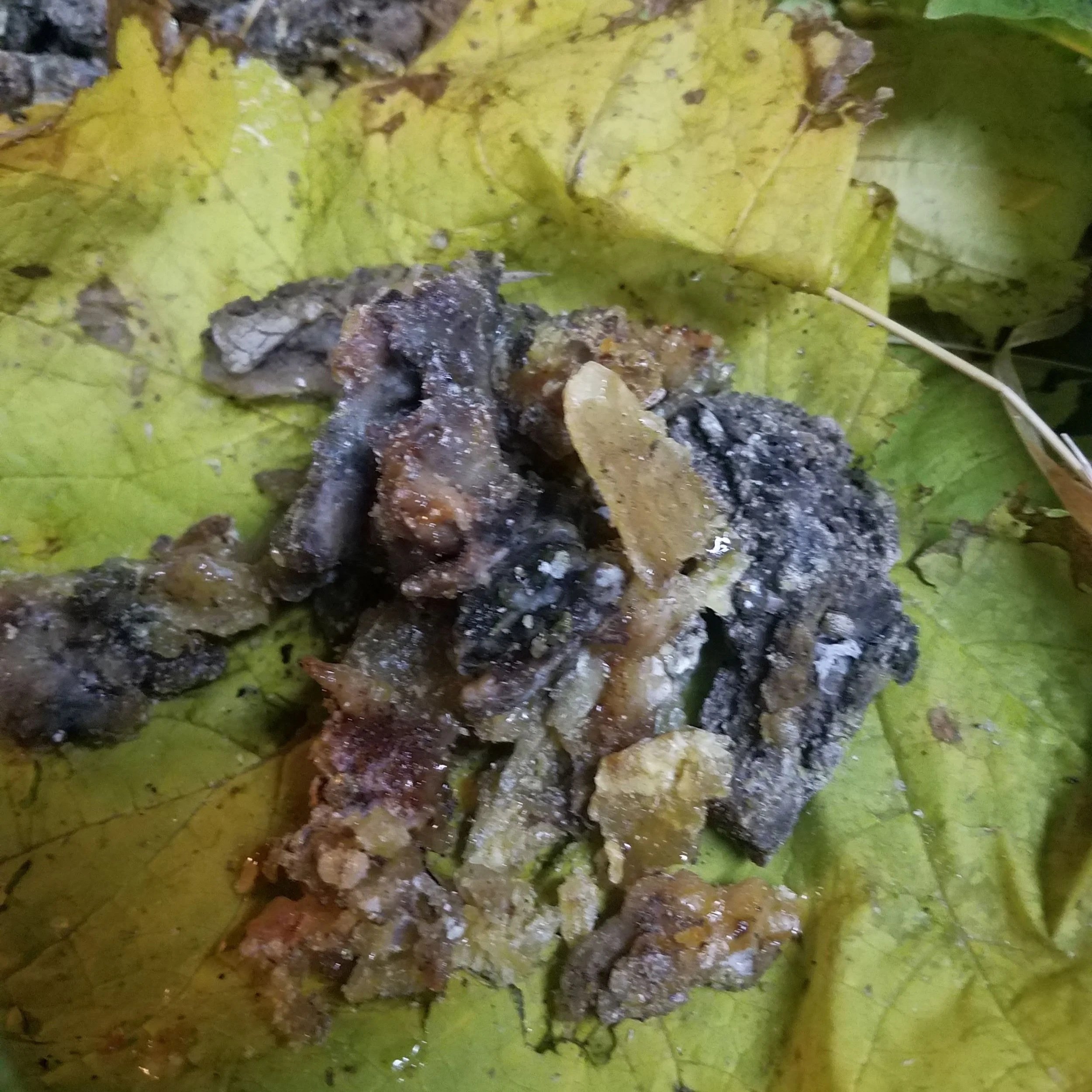 A green leaf holding a small pile of chunks of conifer resins.