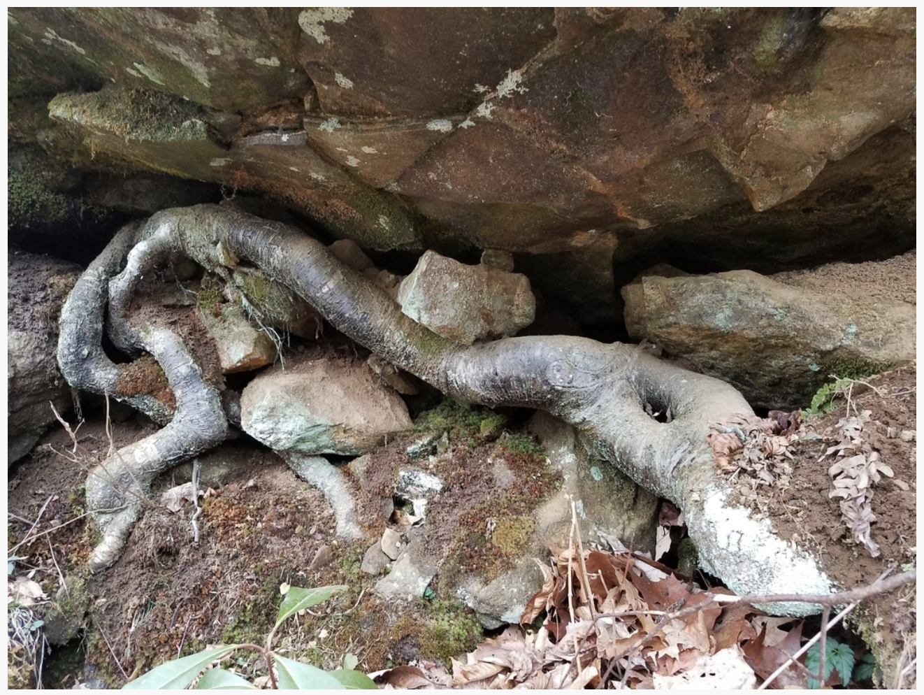 Deviants, Poisoners and the Climate of Fear