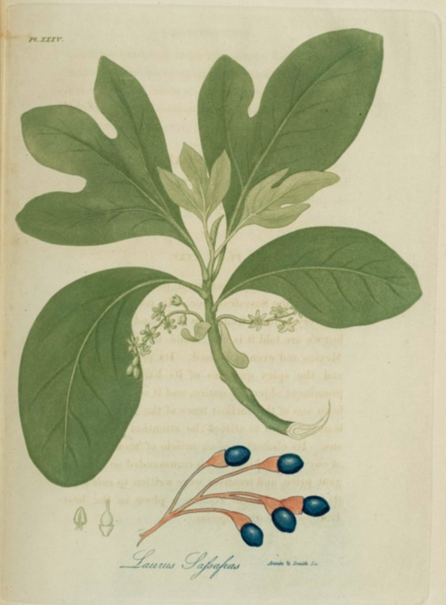 Folkloric Uses of Wood Part IX: Sassafras