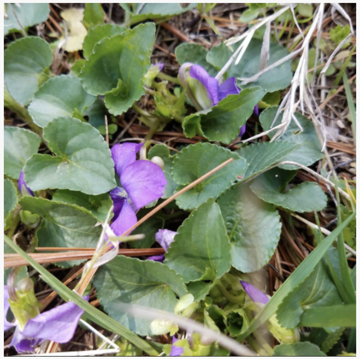 Violet: take heart, take heart.