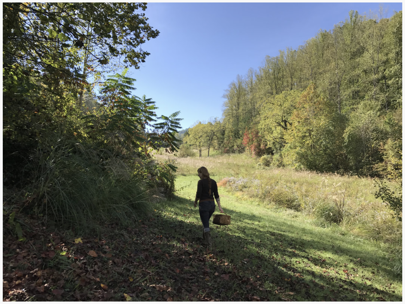 The Hag's Taper: Mullein