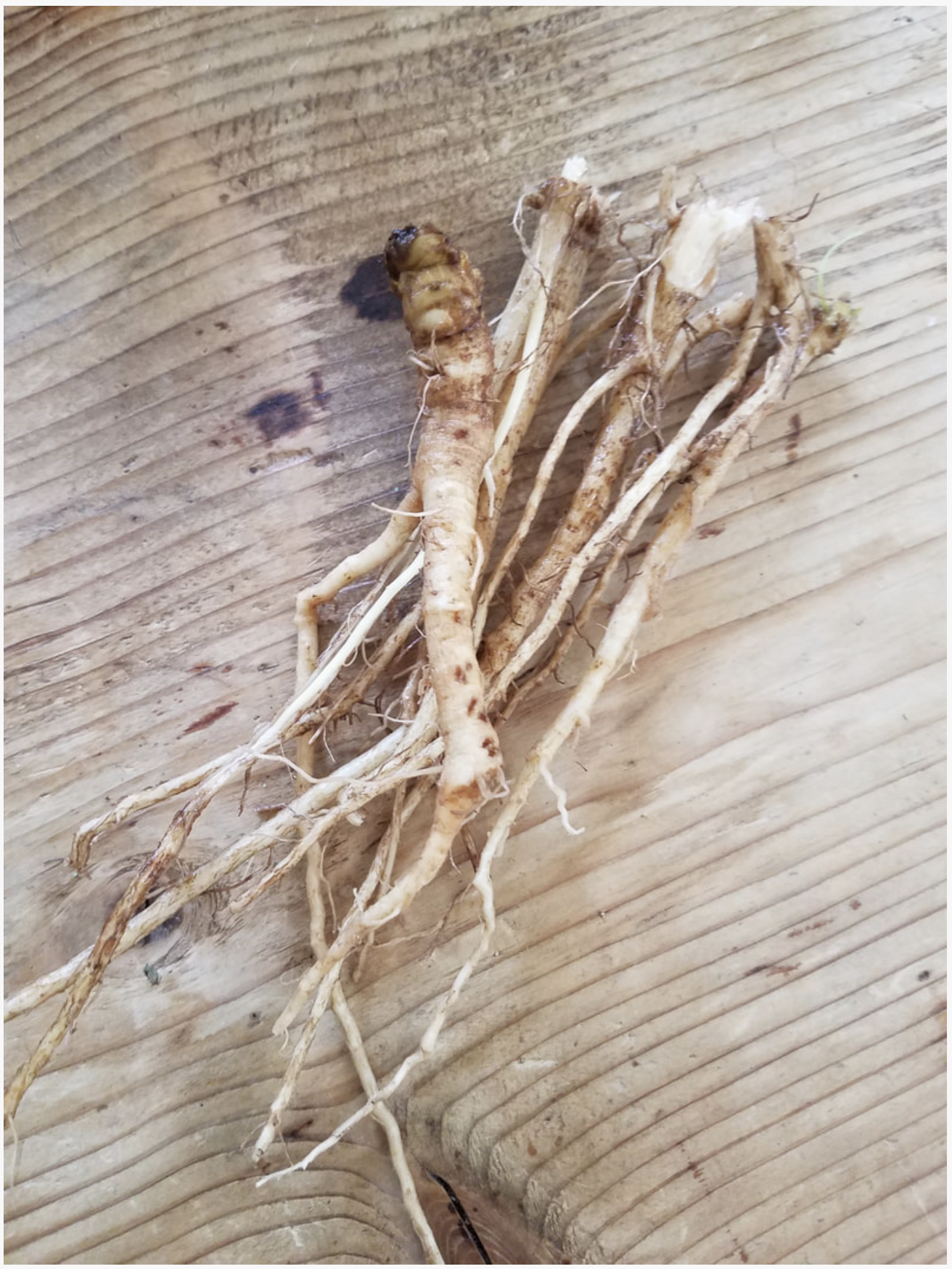 The Well Read Witch: Version 2.o