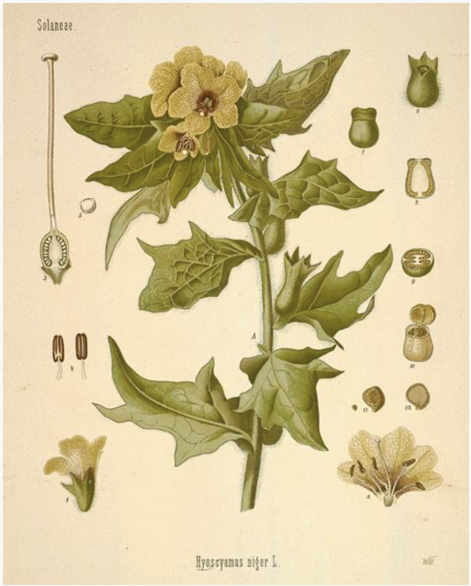 Henbane. Iconic Plant of the Witches.