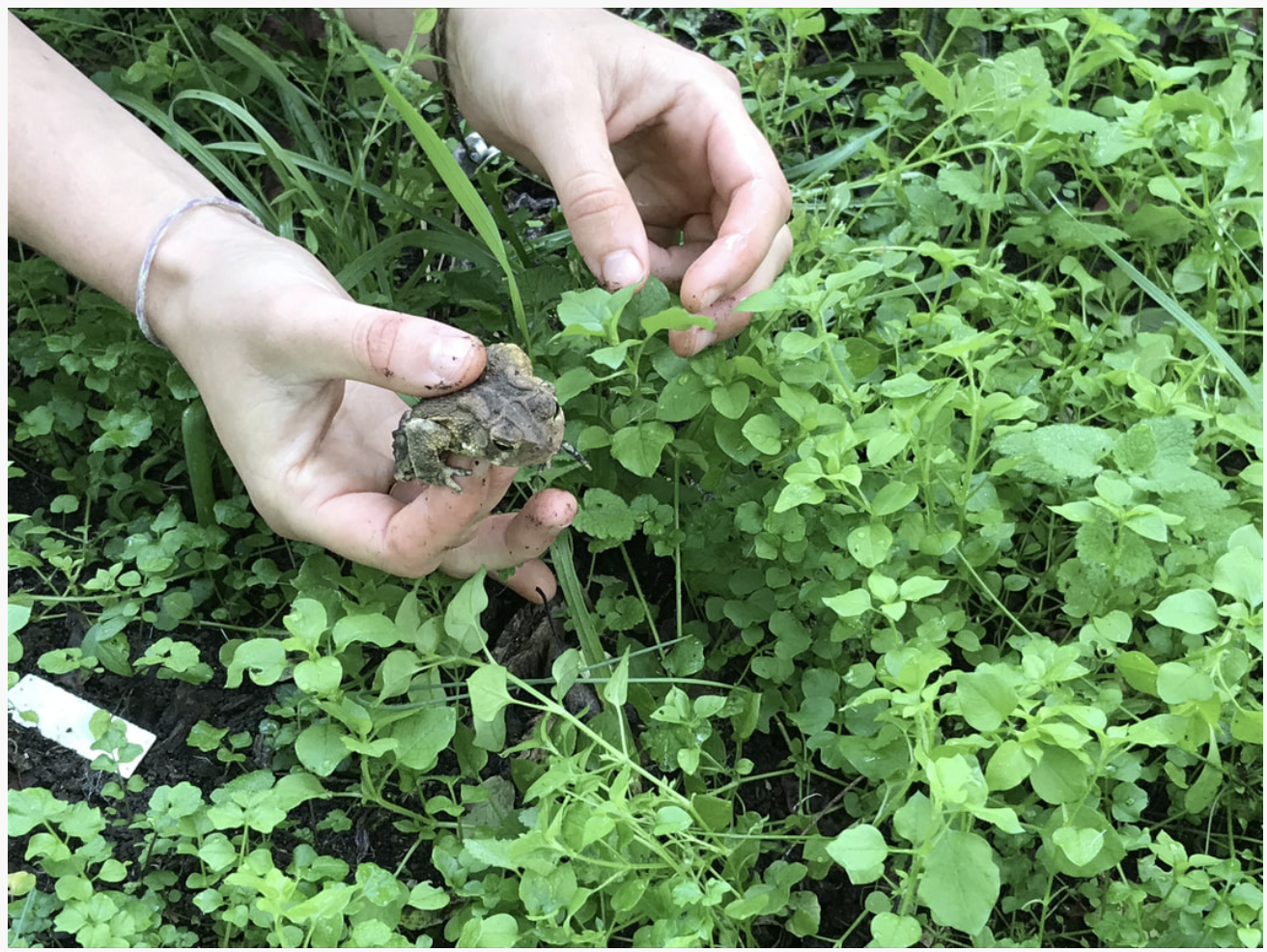Appalachian Spring: Wild Foods, Cleaning and the Equinox