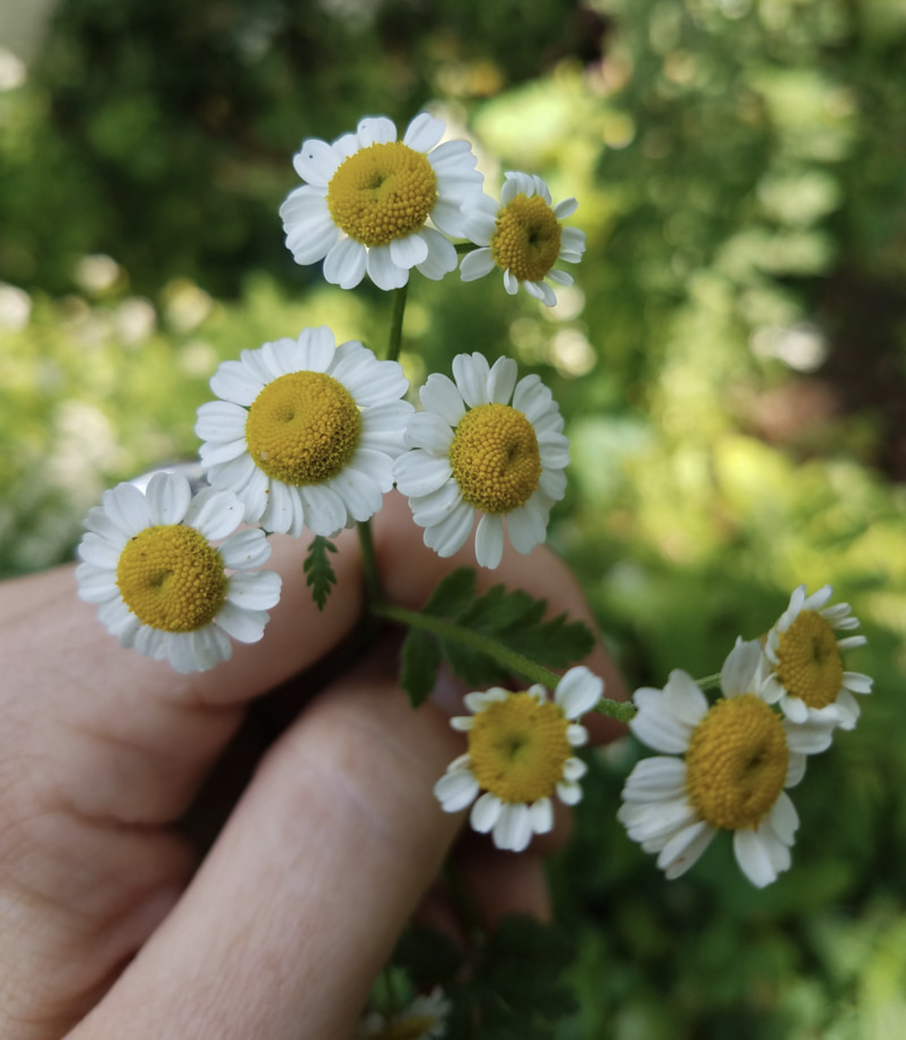 Midsummer Herblore: Feverfew