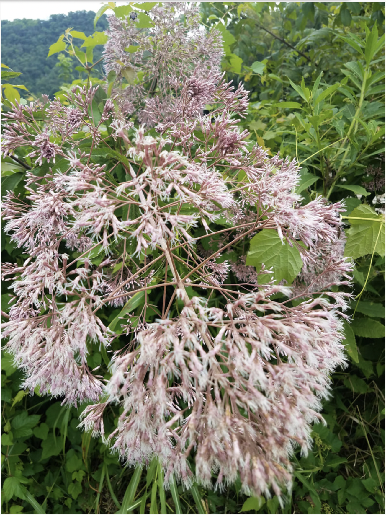 Joe Pye is the Queen of the Meadow