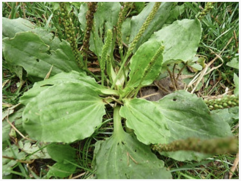 Plantain, with you I do sustain.