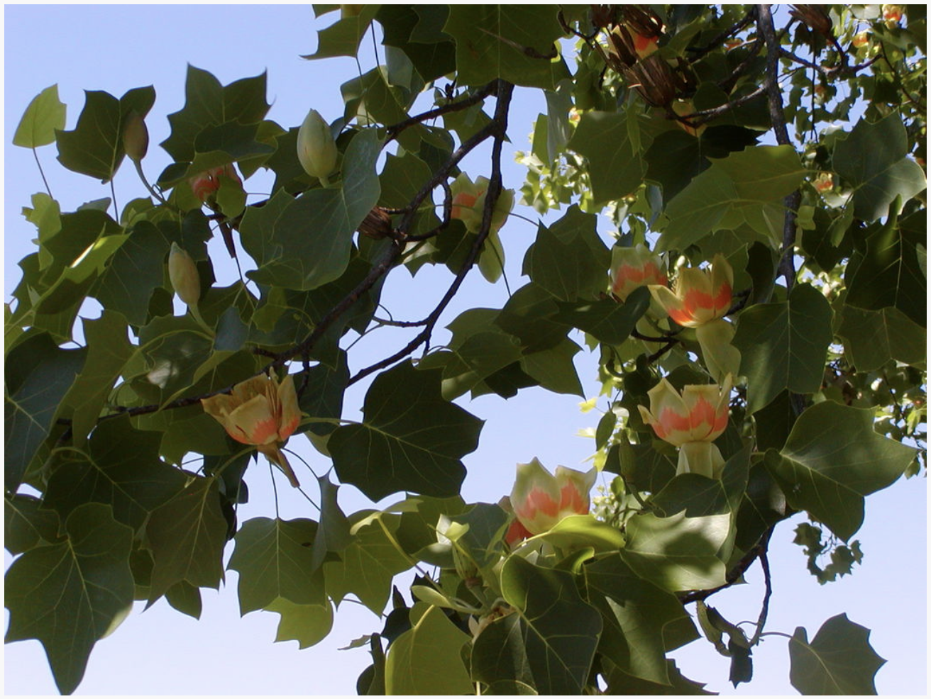 Tulip Poplar, the Canoe Tree