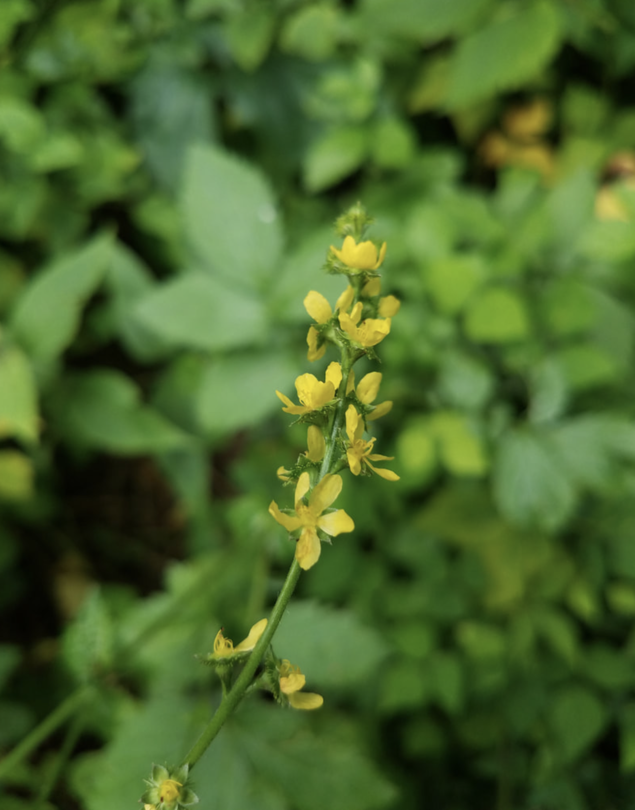 Agrimony: and He shal sleepyn as he were deed