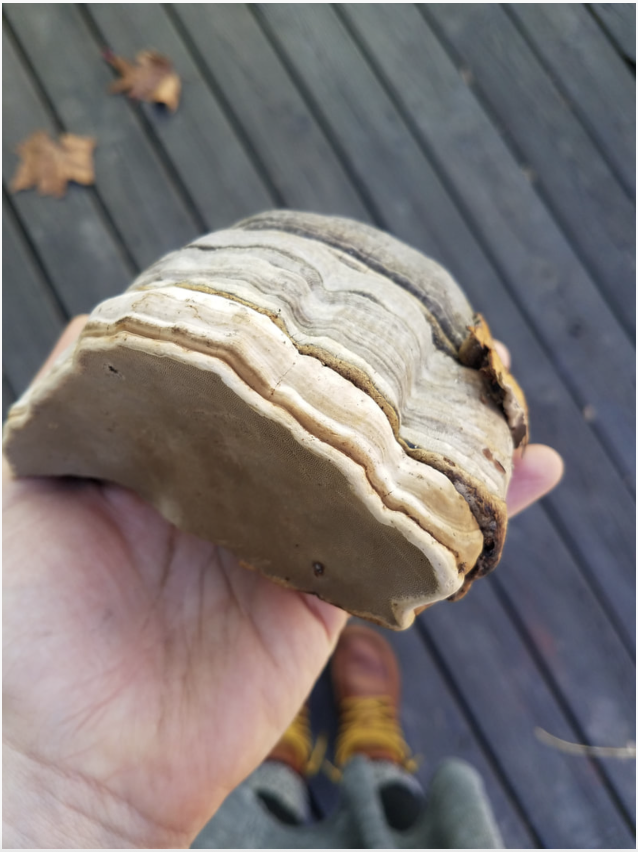 Tinder Fungus and the Not So Subtle Art of Double Extraction