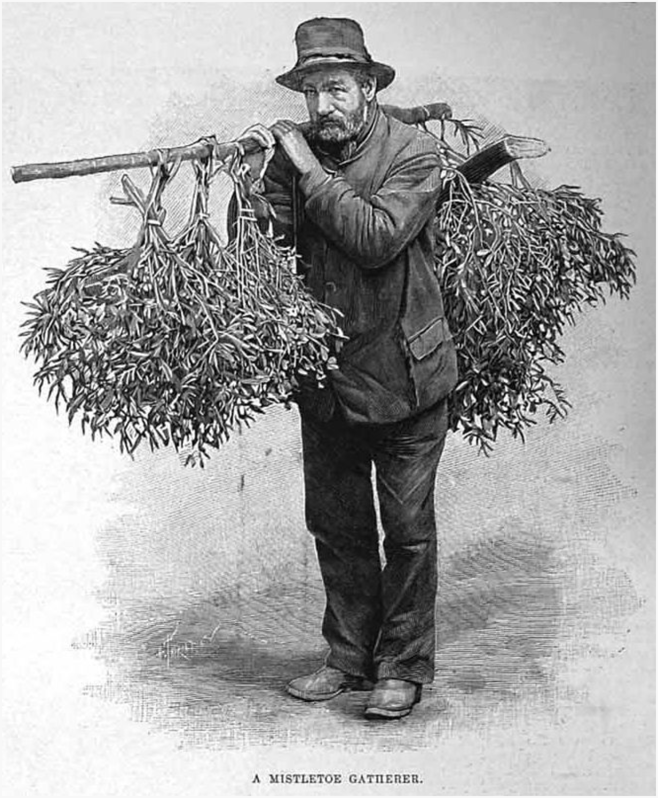 Under the White Berry: The Folk magic of Mistletoe.