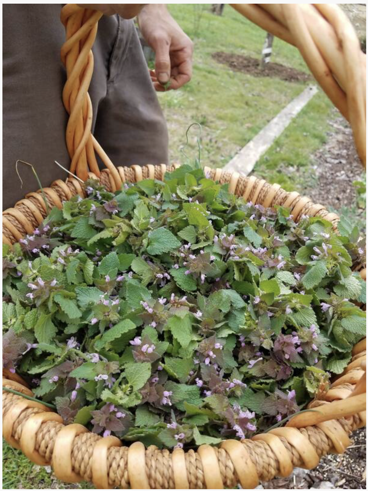 Take Care with Spring Wild Foods