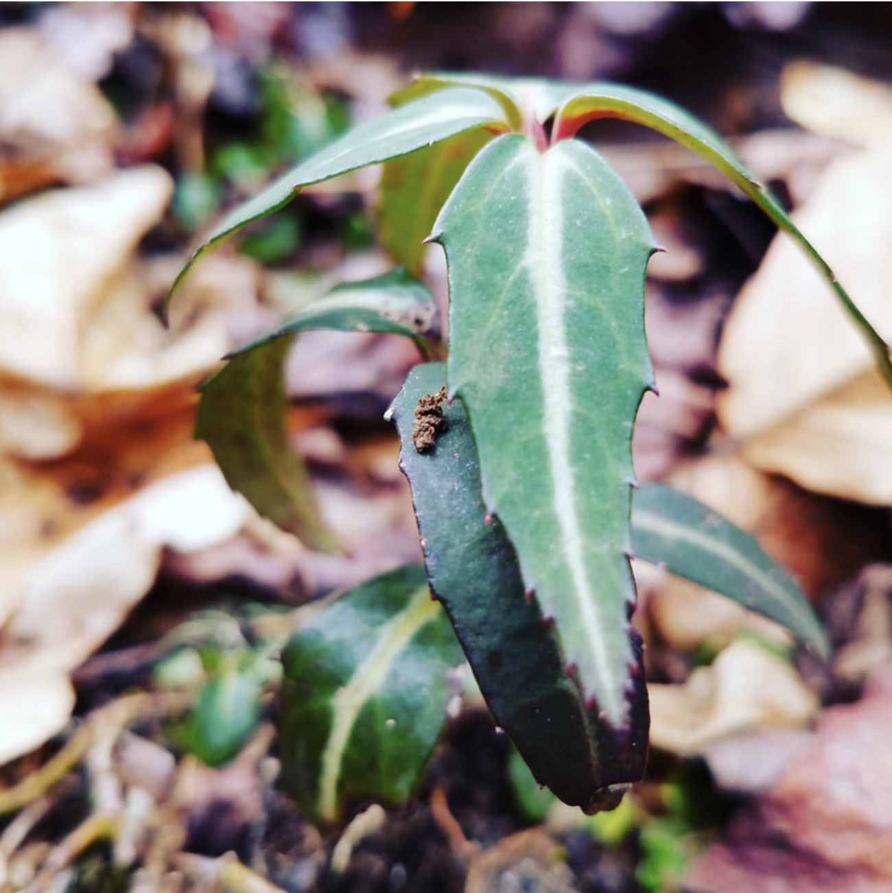 Persimmons and String: Respiratory Infections in Appalachian Folk Medicine and Magic