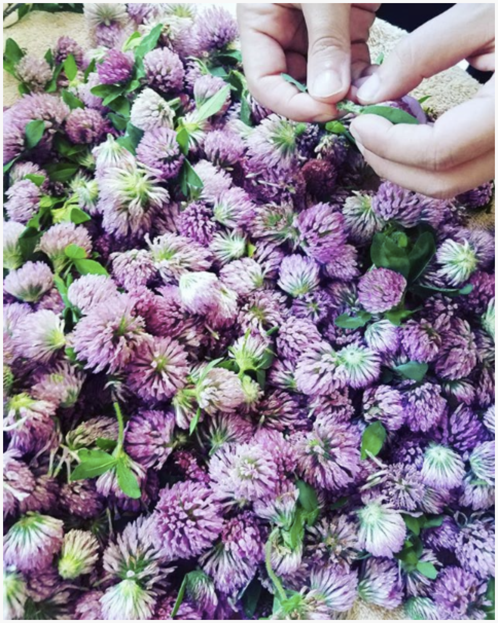 Rites of Spring: Tonics in Appalachian Folk Medicine