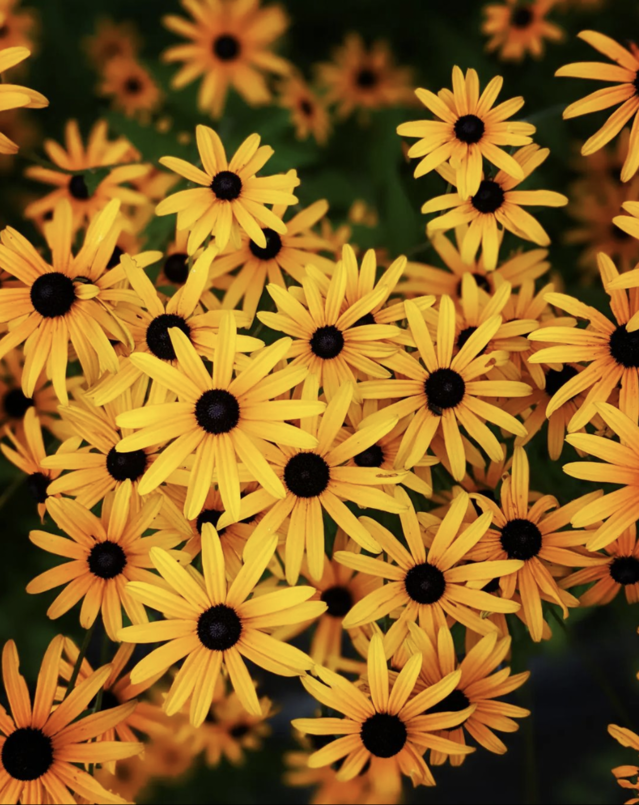 My Black Eyed Susan...