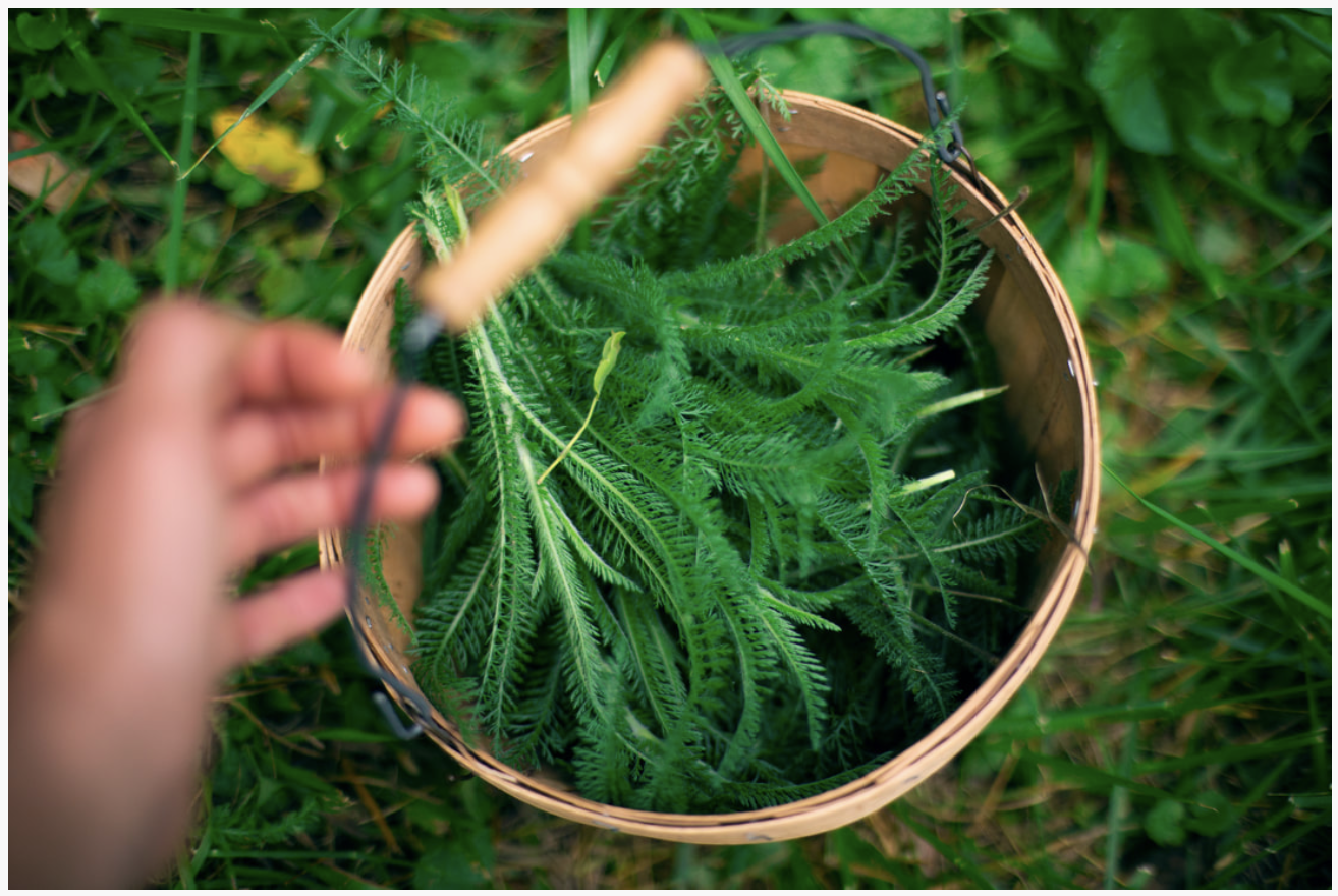 Green Yarrow, Green Yarrow...