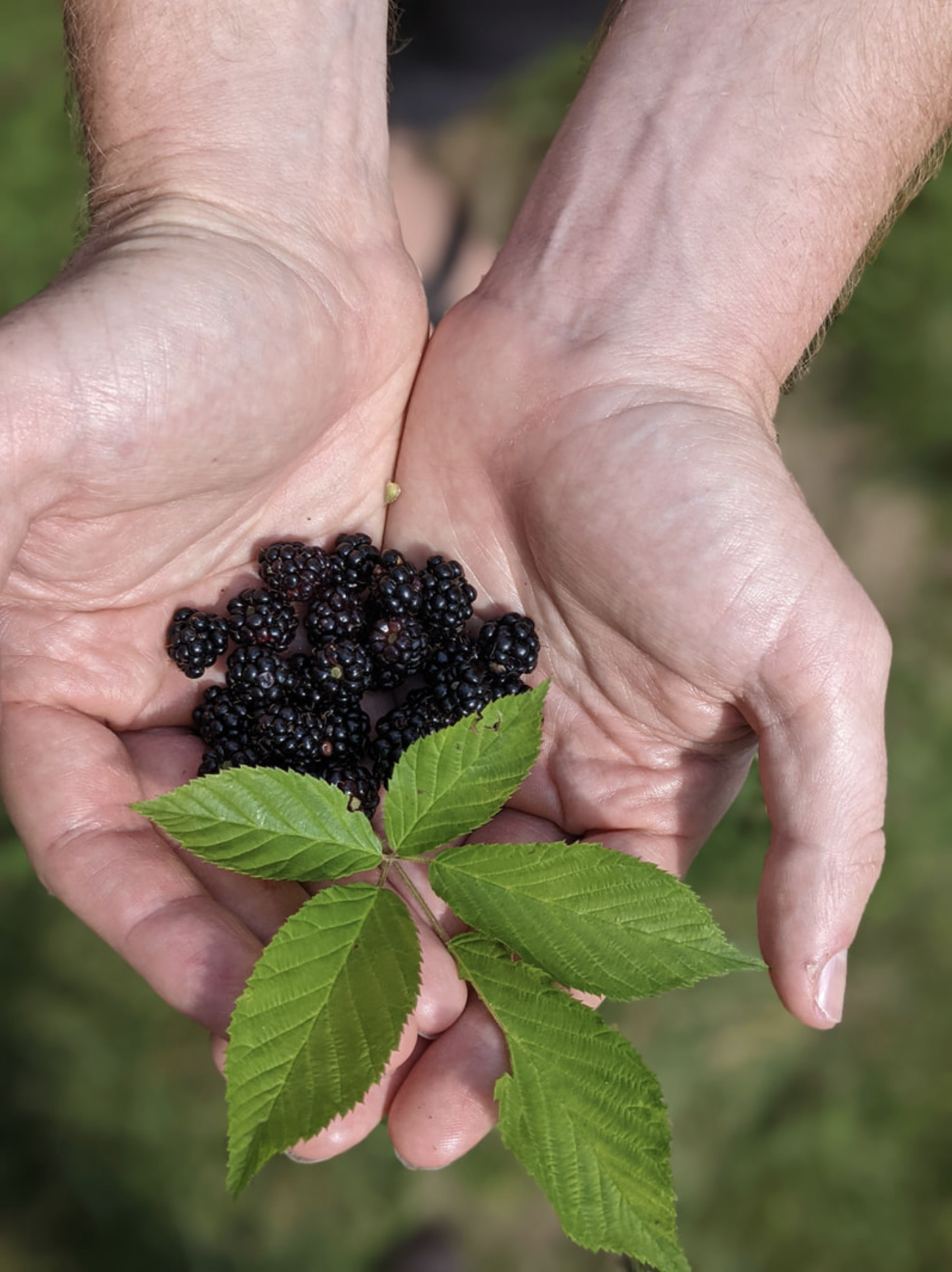 A pair of Caucasian hands hold a small amount of ripe blackberries and one large, blackberry leaf up close.