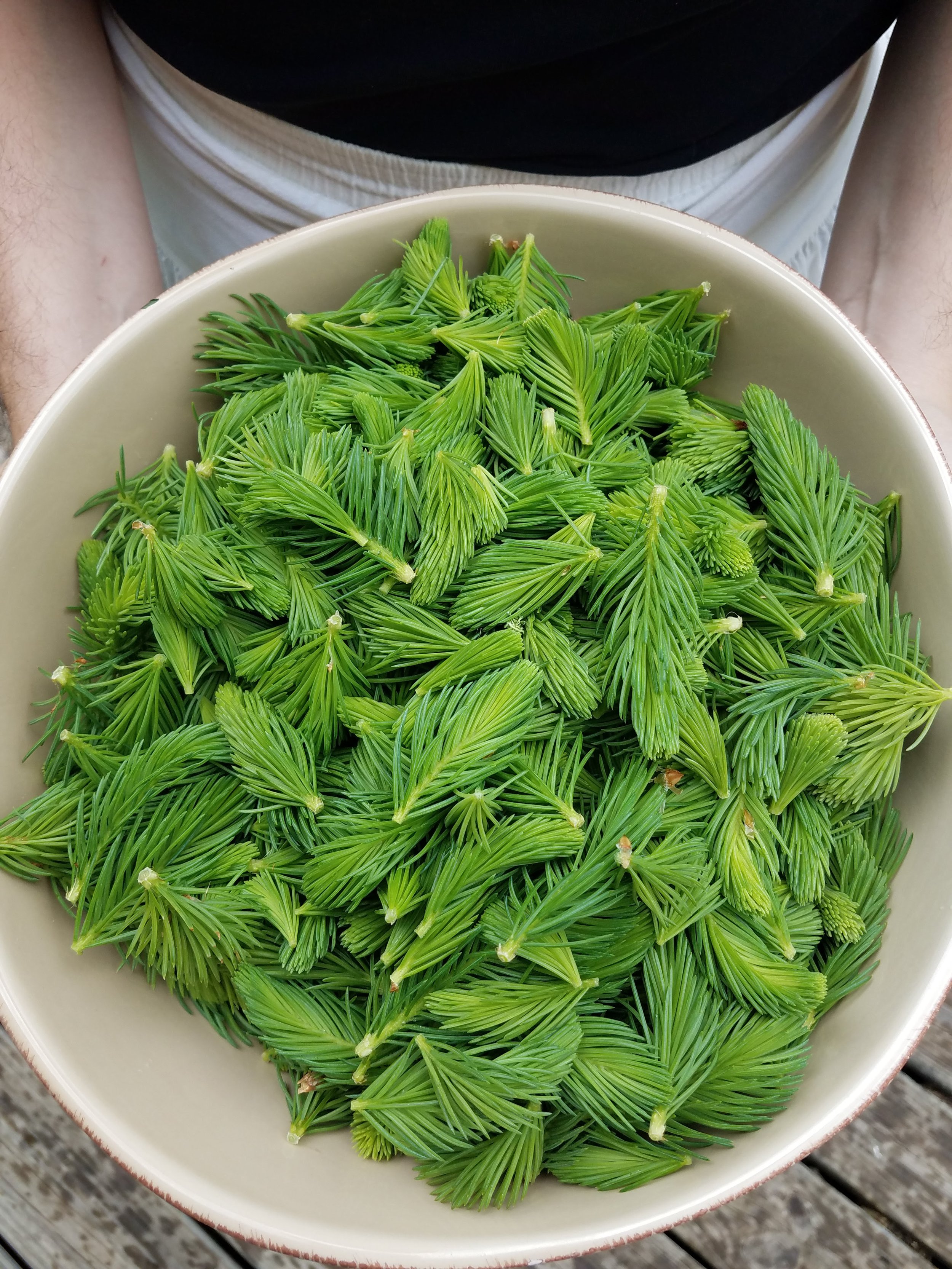 A white ceramic bowl of brilliant green Spruce tips.