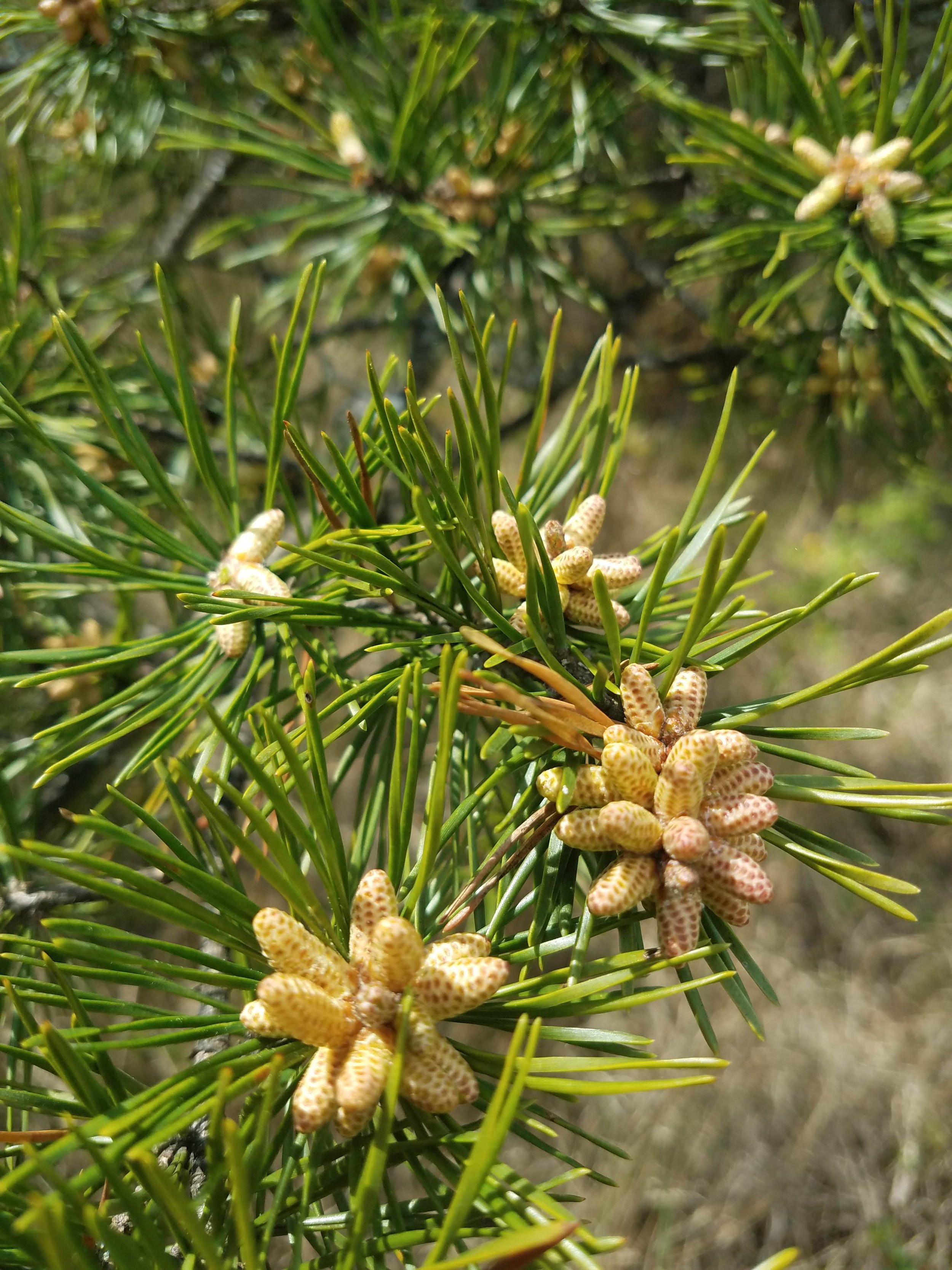 Virginia pine pollen bearing strobili.