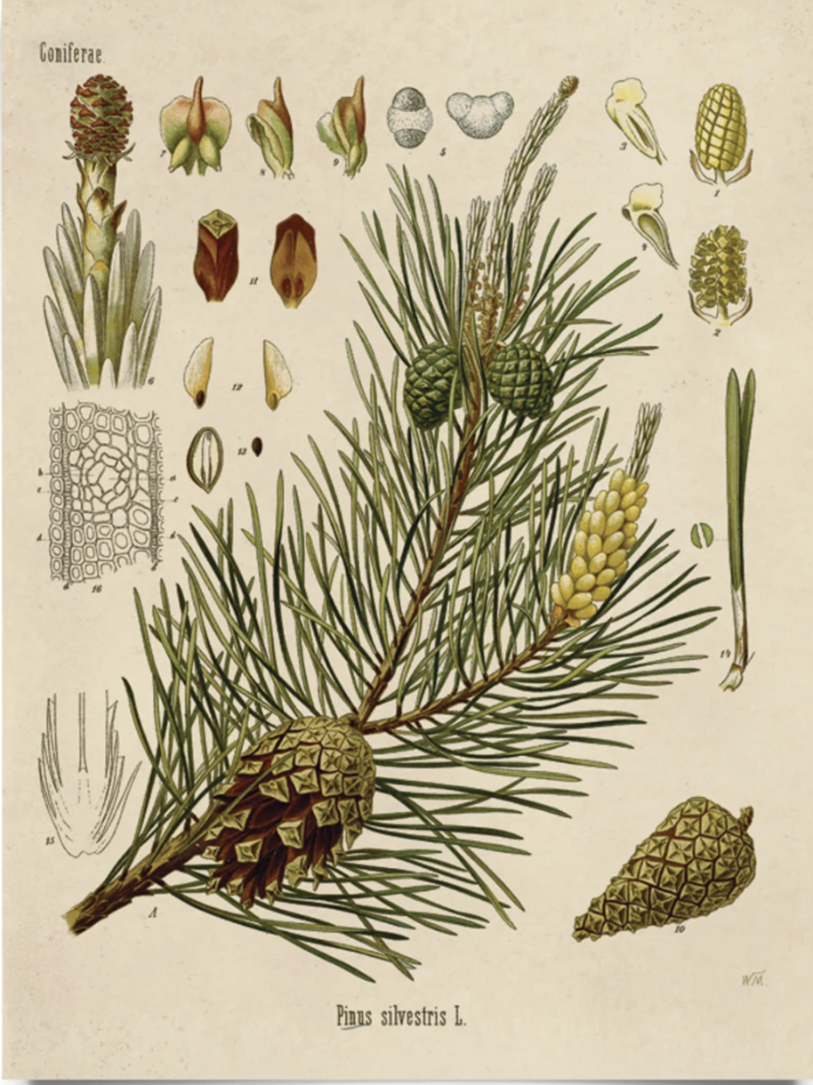 A scientific illustration of the plant parts of Scot's Pine.
