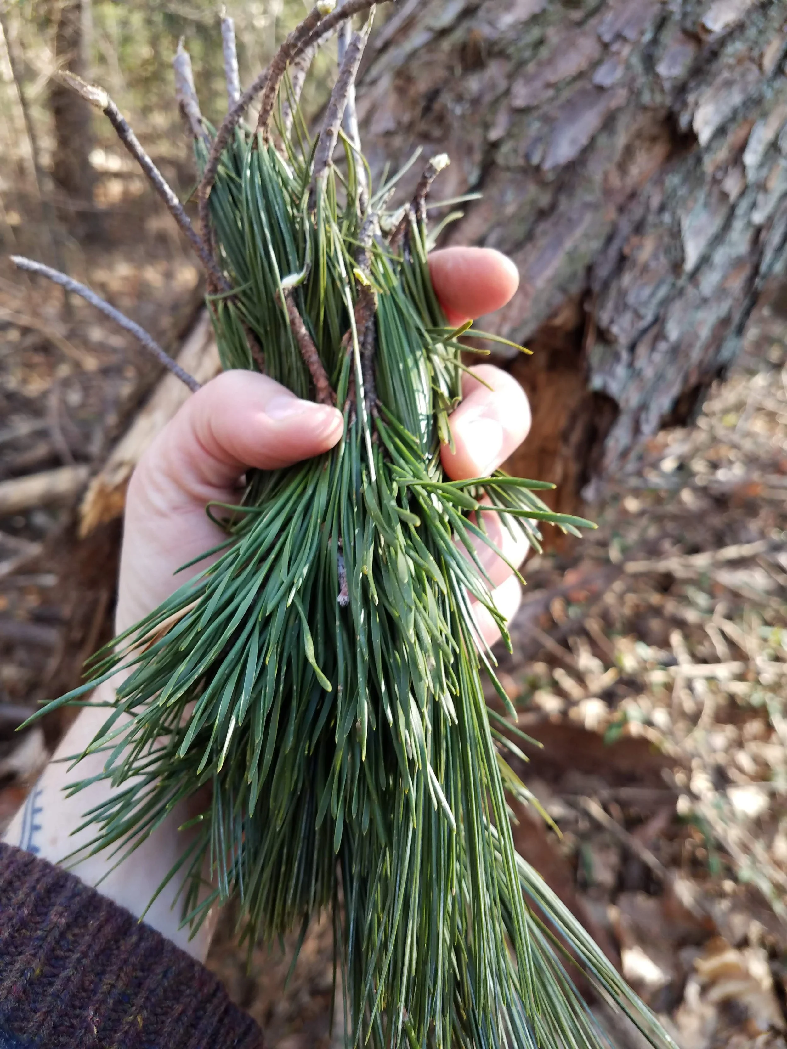 A woman's hand holds a large bundle of pine needles.