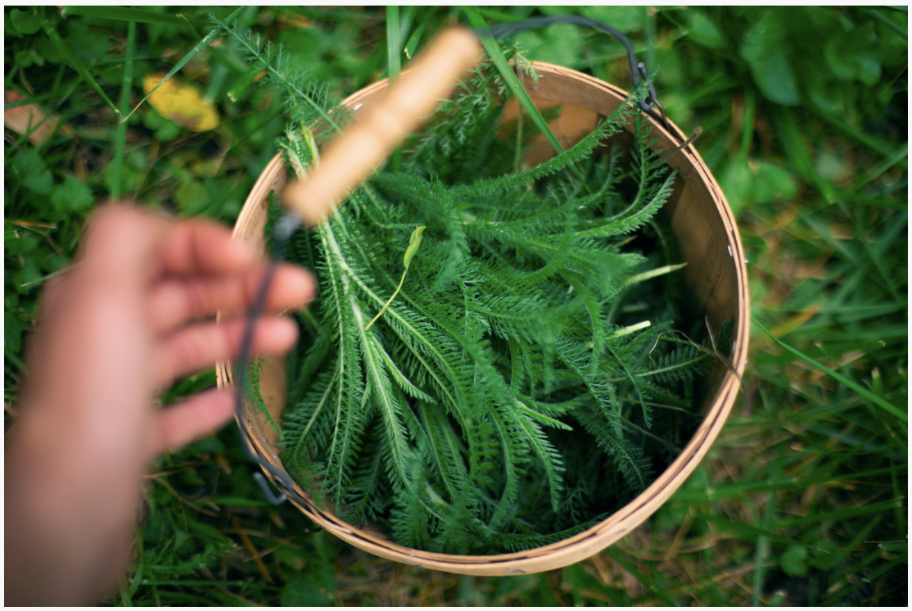 A close up photo of a basket of green yarrow leaves with an out of focused tan hand reaching for the basket handle.