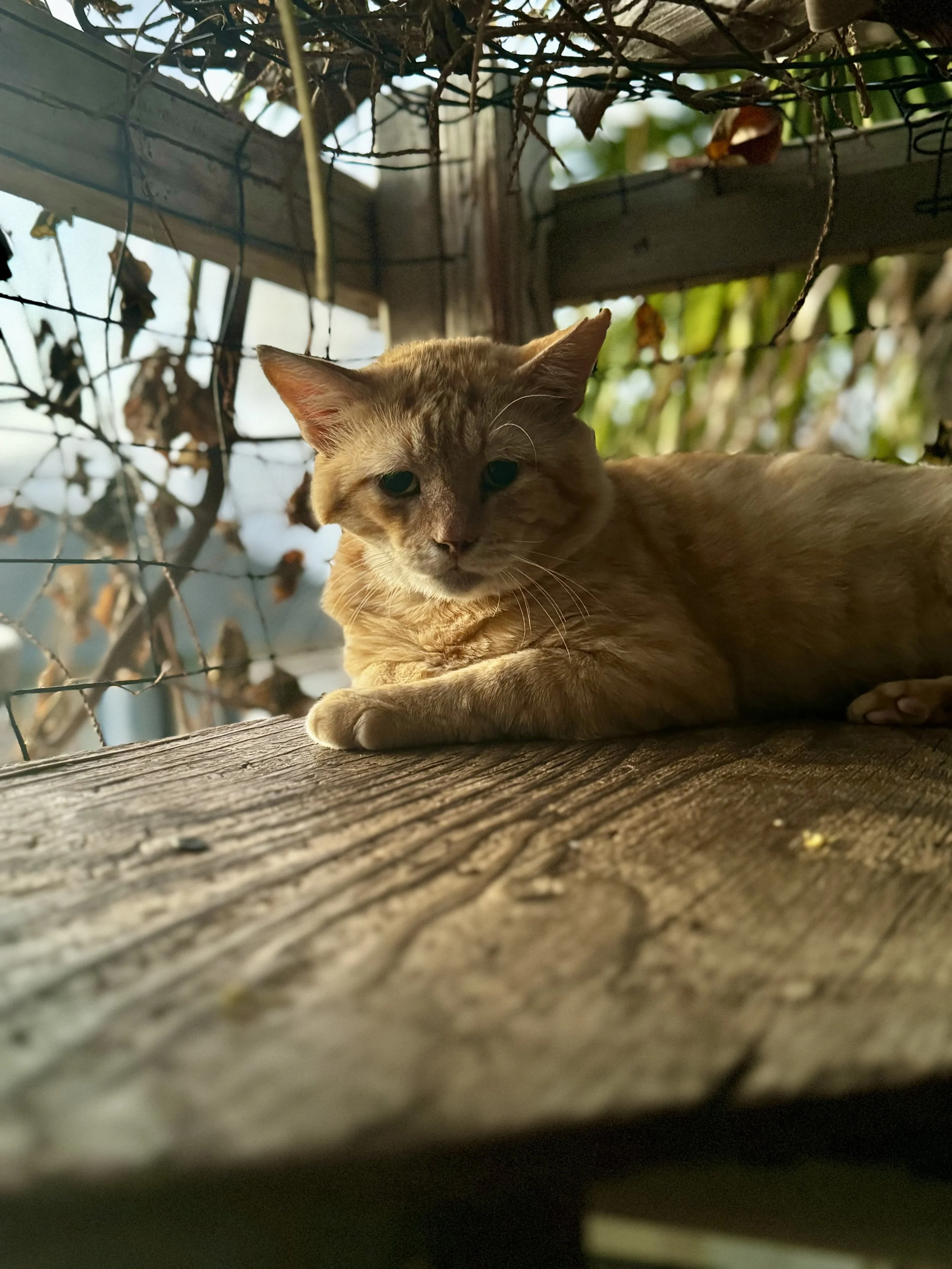 A ginger cat lying on a weathered wooden surface outdoors, with foliage and a wire fence in the background.