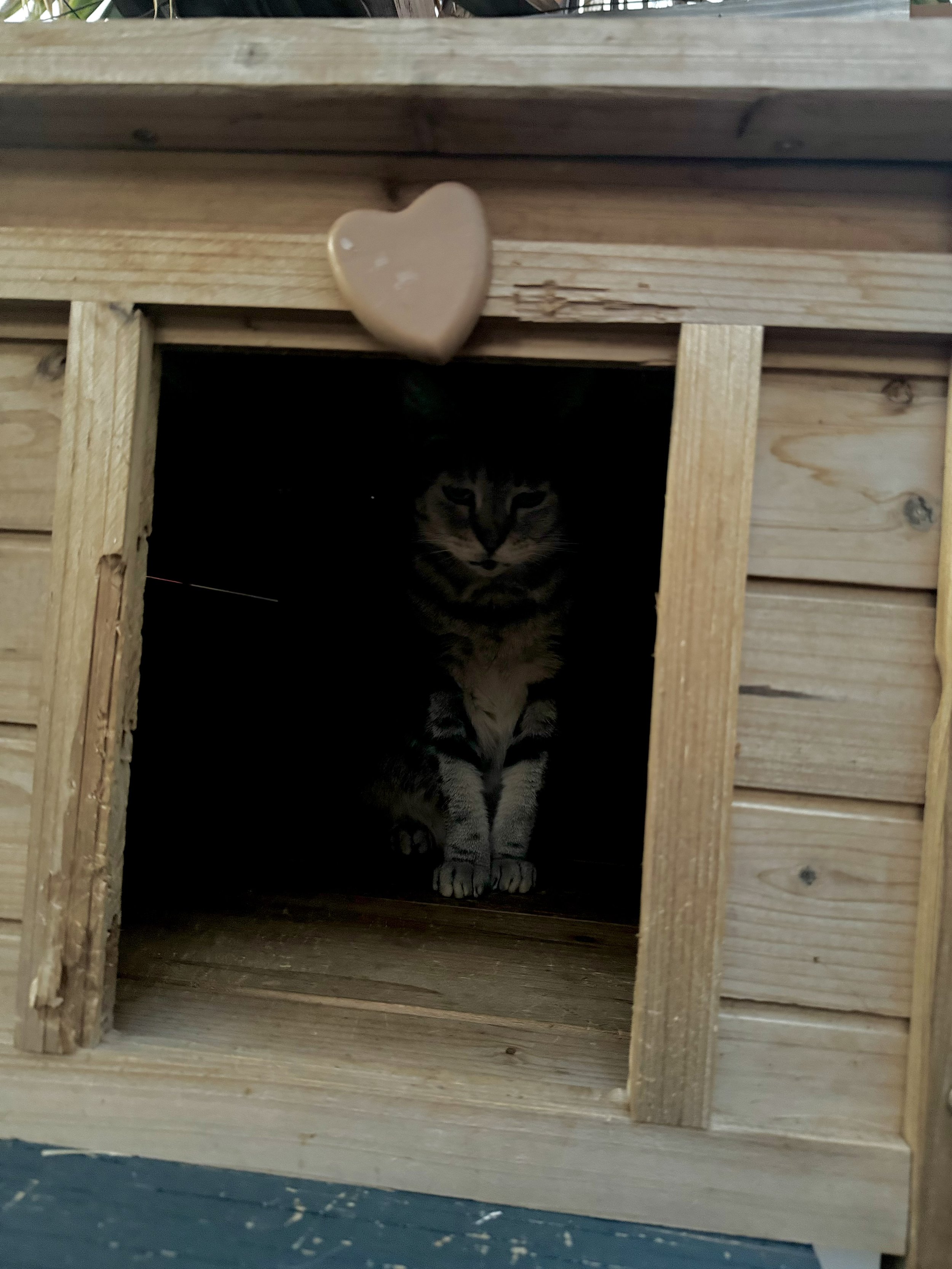 A tabby cat sitting inside a small wooden house with an arched entrance, with a peach-colored heart-shaped decoration above the entrance.