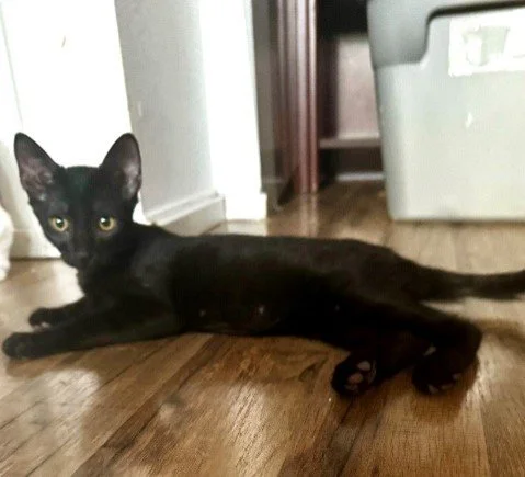 mr bojangles.jpg