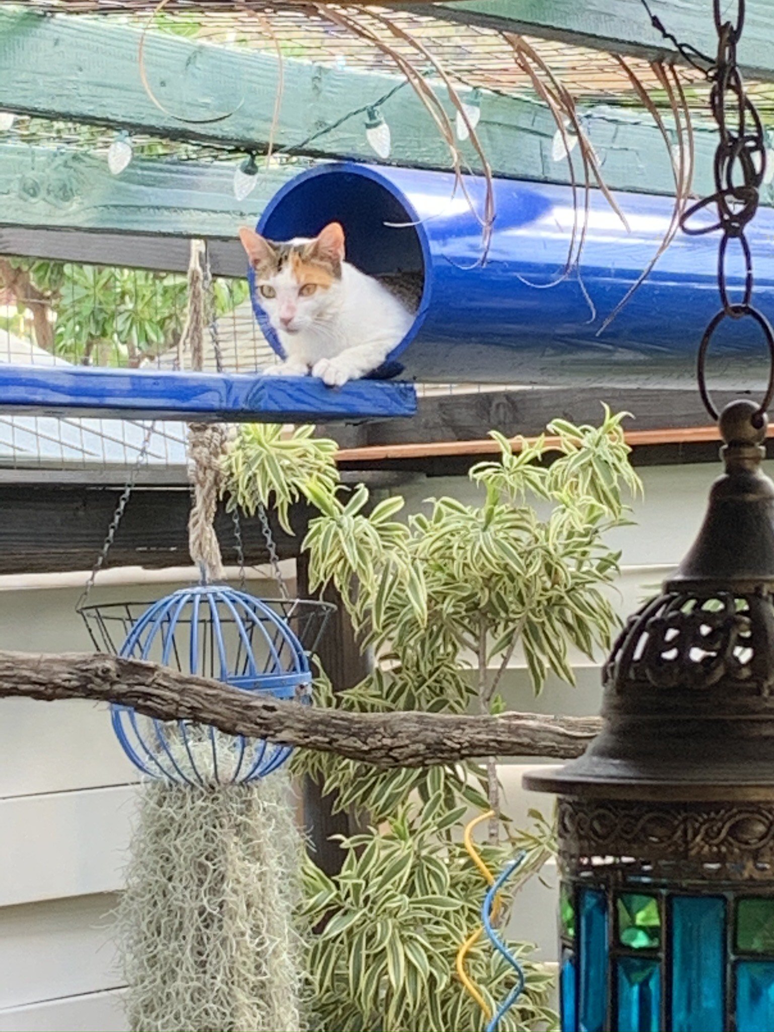 A white and orange tabby cat resting inside a blue plastic pipe on a wooden and metal structure outdoors, surrounded by plants and a hanging birdcage and lantern.