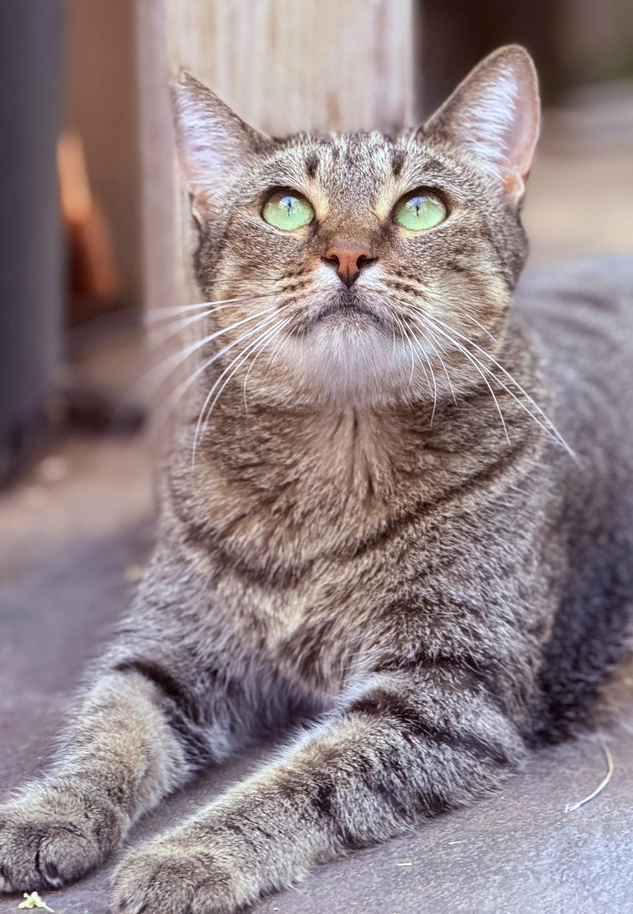 A tabby cat with green eyes lying on the ground, looking slightly upward.