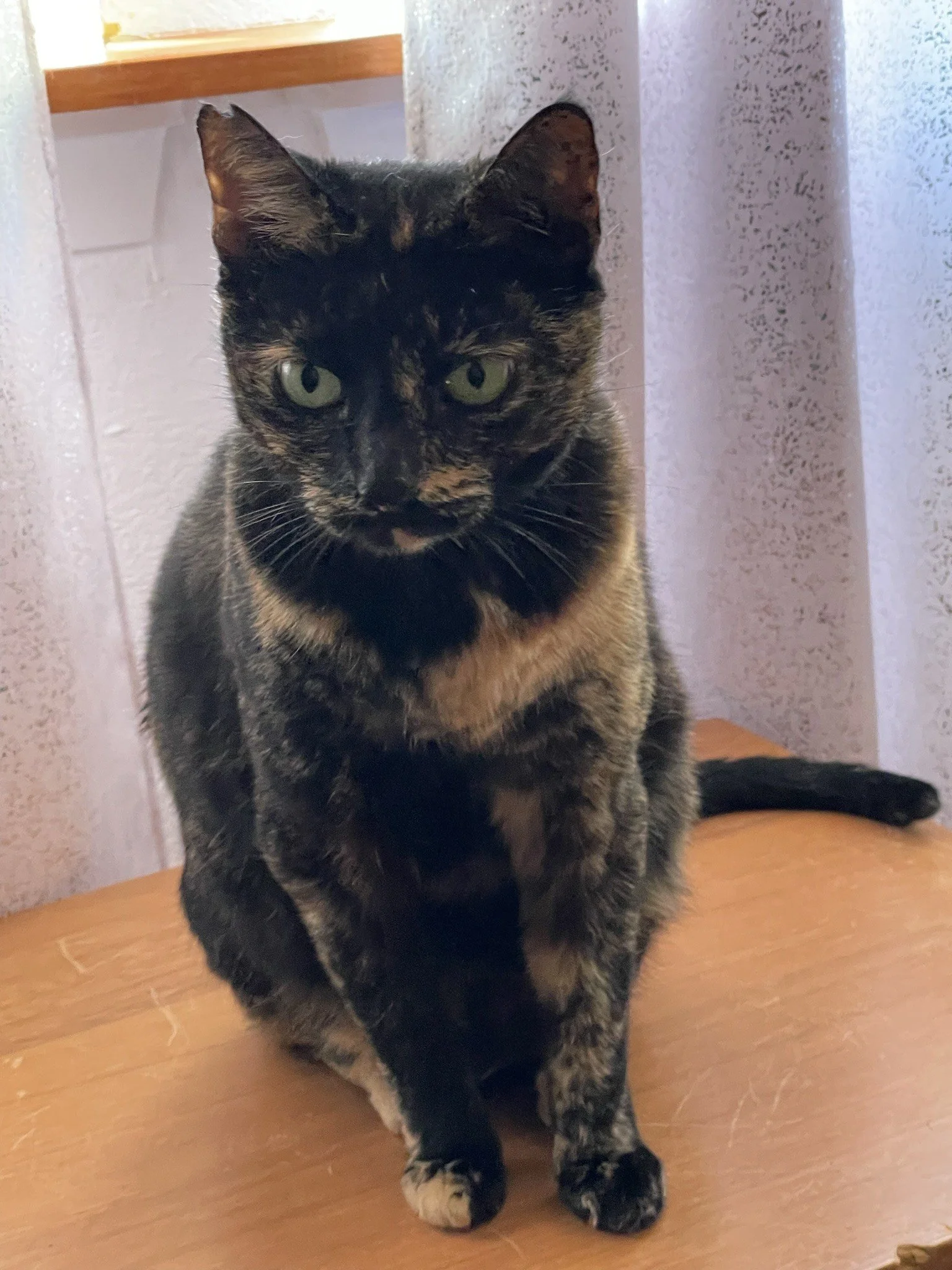 A black and brown tortoiseshell cat sitting on a wooden table with a focused expression and green eyes, in front of a background with pink curtains and a wall.