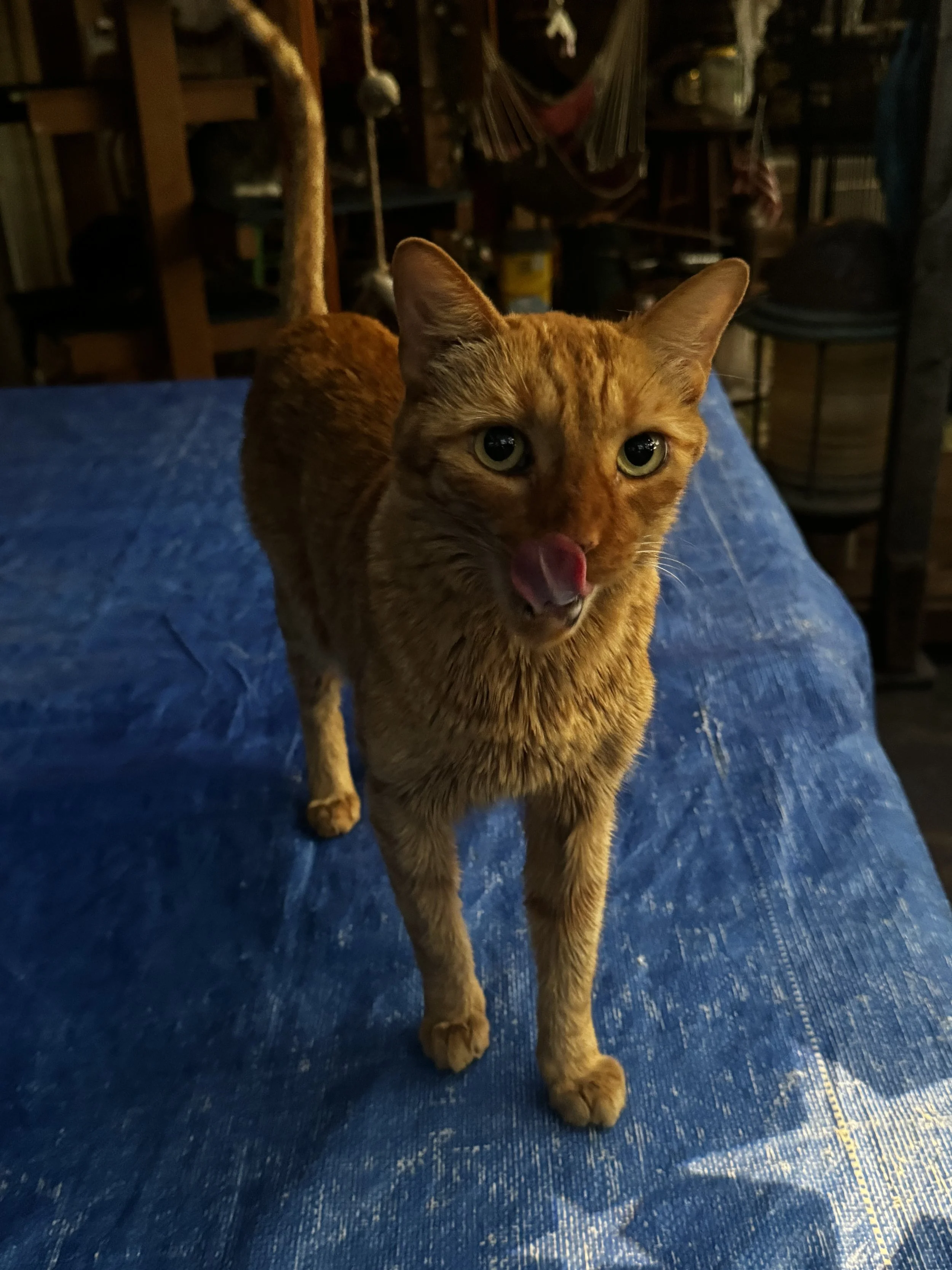 An orange tabby cat standing on a blue fabric-covered surface, licking its nose, with a cluttered indoor background.