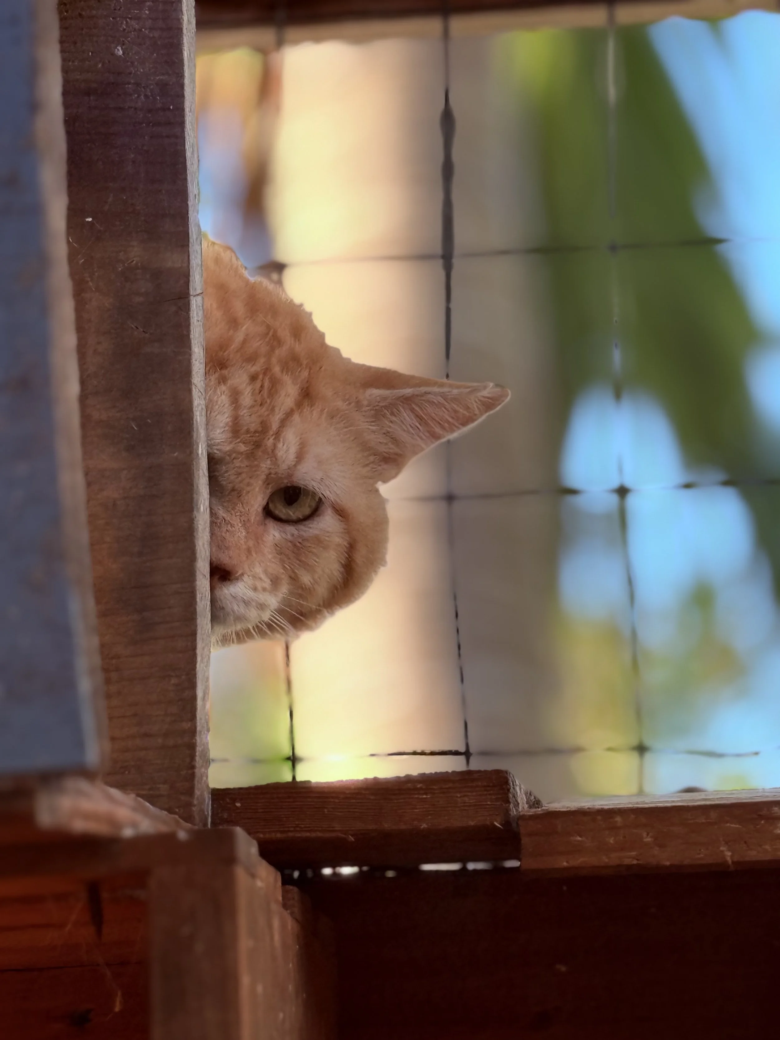 An orange tabby cat peeking over a wooden ledge, with a blurred background of greenery and sky.